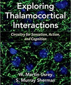 Exploring Thalamocortical Interactions: Circuitry for Sensation, Action, and Cognition