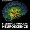 Essentials of Modern Neuroscience (PDF)