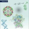 Fundamentals of Molecular Structural Biology