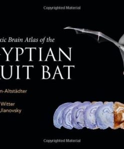 Stereotaxic Brain Atlas of the Egyptian Fruit Bat (PDF)