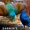 Darwin’s Psychology (PDF)