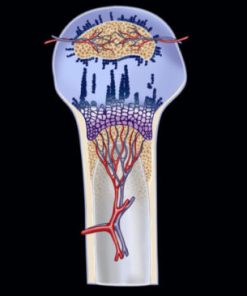 MRIOnline Imaging Mastery Series: Pediatric MSK 2019 (CME VIDEOS)