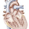 Comprehensive Cardiology Seminar and Board Review Course (NYU) 2015 (CME Videos)