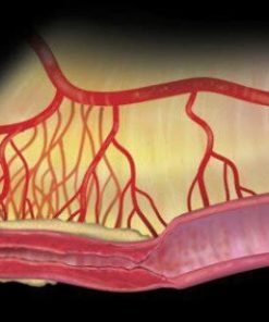 MRIOnline Imaging Mastery Series Crohn’s Disease 2021 (CME VIDEOS)