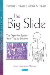 The Big Slide: The Digestive System from Top to Bottom