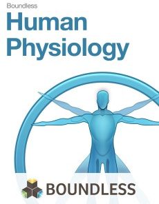 The Boundless Human Physiology