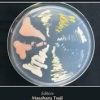 Fungi in Polar Regions 1st Edition