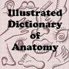 Words R Us Illustrated Dictionary Of Anatomy: Full Color Edition (Words R Us Illustrated Dictionaries)