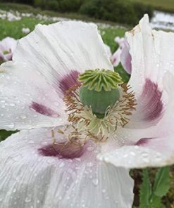 MODERN GENETICS OF THEBAINE POPPY VARIETY – NATURAL AND ALTERNATE SOURCE OF MORPHINE: PLANT BASED MEDICATION FOR PAIN AND CANCER RESEARCH