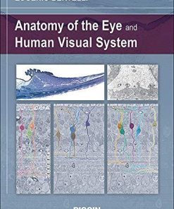 Anatomy of the Eye and Human Visual System