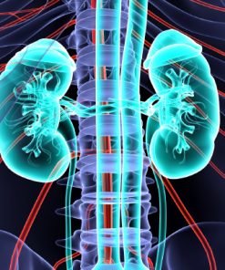 Mayo Clinic Nephrology and Transplantation for the Clinician 2022 (Videos+Assessment Quiz)