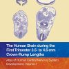 The Human Brain during the First Trimester 3.5- to 4.5-mm Crown-Rump Lengths: Atlas of Human Central Nervous System Development, Volume 1 (PDF)