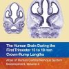 The Human Brain during the First Trimester 15- to 18-mm Crown-Rump Lengths: Atlas of Human Central Nervous System Development, Volume 3 (Atlas of Human Central Nervous System Development, 3) (PDF)