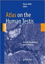 Atlas on the Human Testis: Normal Morphology and Pathology 2013th Edition