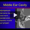 Temporal Bone Imaging Made “Easy”: Basic to Advanced Online Course