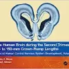 The Human Brain during the Second Trimester 96– to 150–mm Crown-Rump Lengths: Atlas of Human Central Nervous System Development, Volume 8 (Atlas of Human Central Nervous System Development, 8) (PDF)