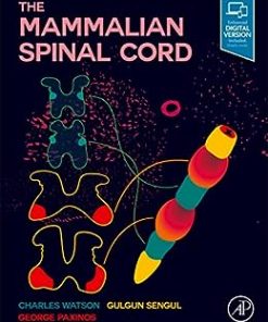 The Mammalian Spinal Cord (PDF)