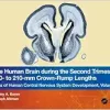 The Human Brain during the Second Trimester 190– to 210–mm Crown-Rump Lengths: Atlas of Human Central Nervous System Development, Volume 10 (Atlas of Human Central Nervous System Development, 10) (PDF)