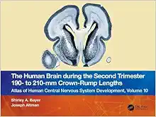 The Human Brain during the Second Trimester 190– to 210–mm Crown-Rump Lengths: Atlas of Human Central Nervous System Development, Volume 10 (Atlas of Human Central Nervous System Development, 10) (PDF Book)