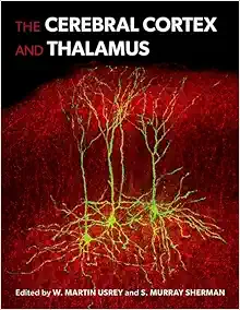 The Cerebral Cortex and Thalamus (PDF)