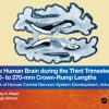 The Human Brain during the Third Trimester 260– to 270–mm Crown-Rump Lengths: Atlas of Central Nervous System Development, Volume 12 (Atlas of Central Nervous System Development, 12) (PDF)