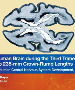 The Human Brain During The Third Trimester 225– To 235–Mm Crown-Rump Lengths: Atlas Of Central Nervous System Development, Volume 11 (PDF)