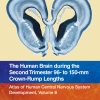 The Human Brain During The Third Trimester 225– To 235–Mm Crown-Rump Lengths: Atlas Of Central Nervous System Development, Volume 11 (PDF)