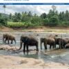 The Lancet Regional Health - Southeast Asia PDF