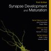 Synapse Development And Maturation: Comprehensive Developmental Neuroscience (EPUB)