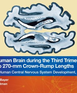 The Human Brain During The Third Trimester 260– To 270–Mm Crown-Rump Lengths: Atlas Of Central Nervous System Development, Volume 12 (EPUB)