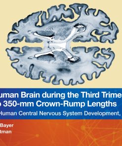 The Human Brain During The Third Trimester 310– To 350–Mm Crown-Rump Lengths: Atlas Of Central Nervous System Development, Volume 13 (EPUB)