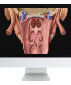 The Upper Aerodigestive Tract 