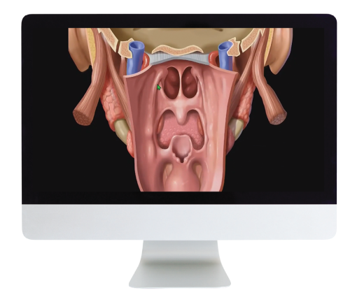 The Upper Aerodigestive Tract 