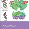 Adrenal Gland (Volume 124) (Vitamins And Hormones, Volume 124) (PDF)