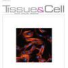 Tissue and Cell PDF