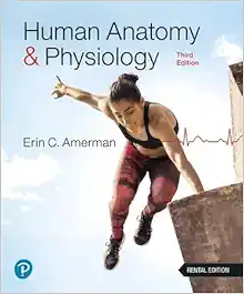 Human Anatomy & Physiology – Erin C. Amerman, 3rd Edition (PDF)