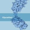 Glycation (EPUB)