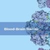 Blood-Brain Barrier (EPUB)