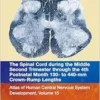 The Spinal Cord during the Middle Second Trimester through the 4th Postnatal Month 130- to 440-mm Crown-Rump Lengths: Atlas of Human Central Nervous System Development, Volume 15, 1st Edition  (PDF)