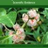 Ashwagandha for Quality of Life: Scientific Evidence (PDF)