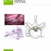 Journal of Neurosurgery: Spine 2025 Volume 42: Issue 1 (True PDF+Videos)