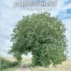 Patienter patiemment (French Edition) (EPUB) Patienter patiemment (French Edition) (EPUB)