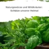 Naturgewürze und Wildkräuter: Schätze unserer Heimat: Entdecken, Sammeln, Kulinarisch Genießen (German Edition) (EPUB)