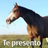 Te presento a un amigo: Un estudio empírico sobre los caballos (Spanish Edition) (EPUB)
