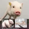 The Laboratory Pig (Laboratory Animal Pocket Reference), 3rd Edition (EPUB)