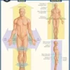 Anatomy – Directions, Planes, Movements & Regions: a QuickStudy Laminated Reference Guide (PDF)
