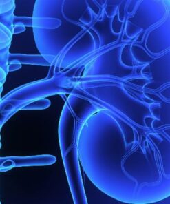 Nationwide Children Kidney and Urinary Tract Symposium State of the Art in Pediatric UTI 2025