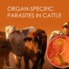 Organ-specific Parasites in Cattle (PDF) Organ-specific Parasites in Cattle (PDF)