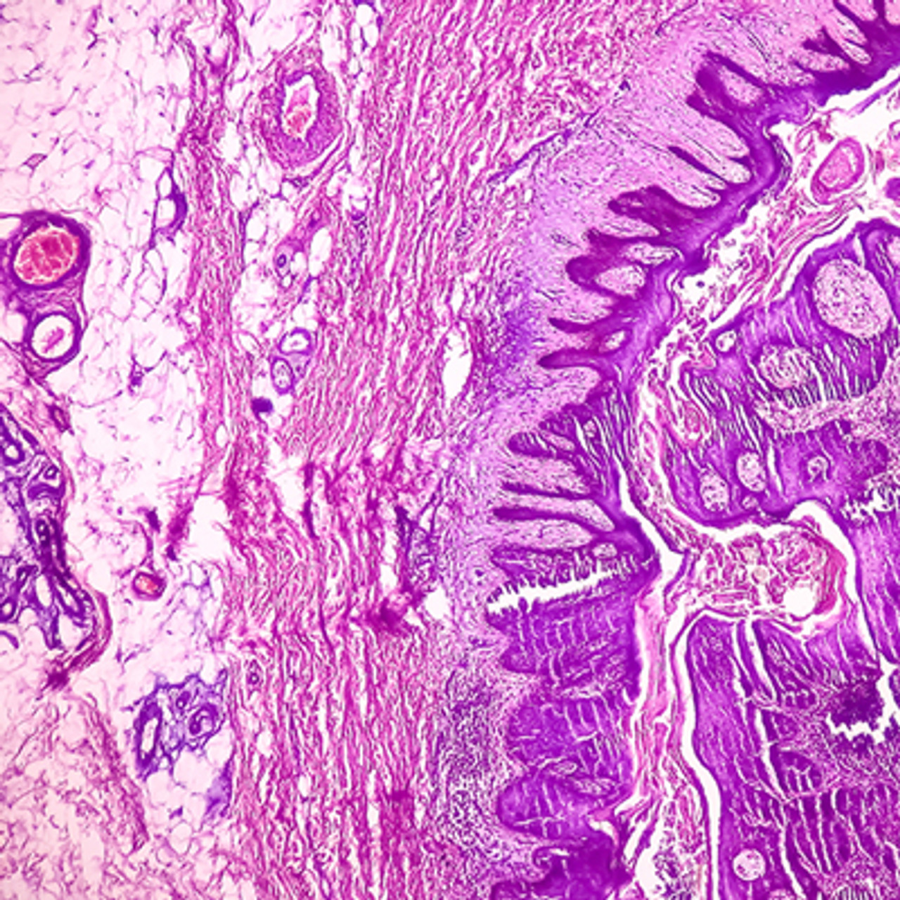Oakstone Dermatopathology 2025