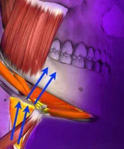 OHI-S Gnathology and Occlusion From Analysis of Occlusal Forces to Dysfunctions 2023
